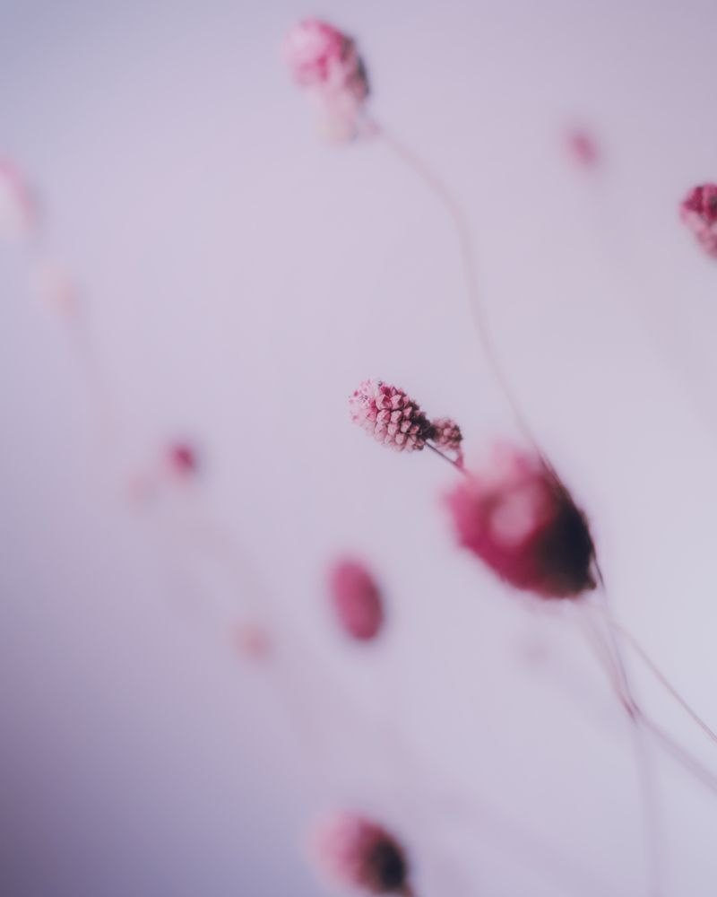 Sanguisorba