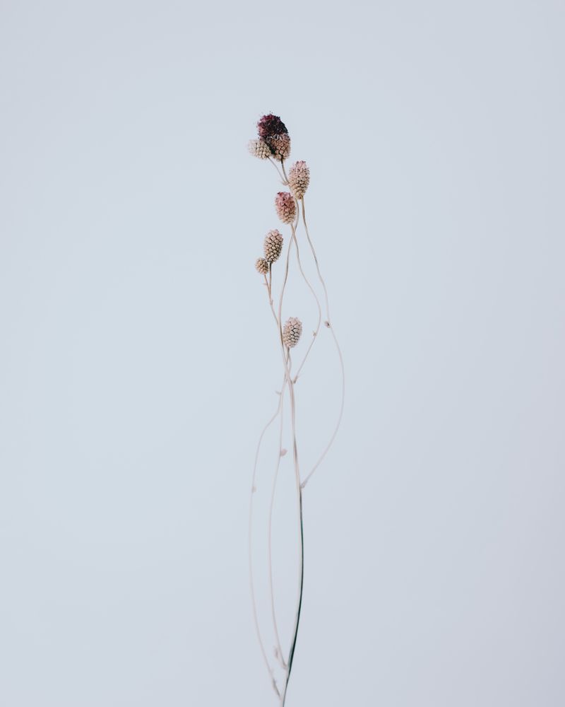 Sanguisorba