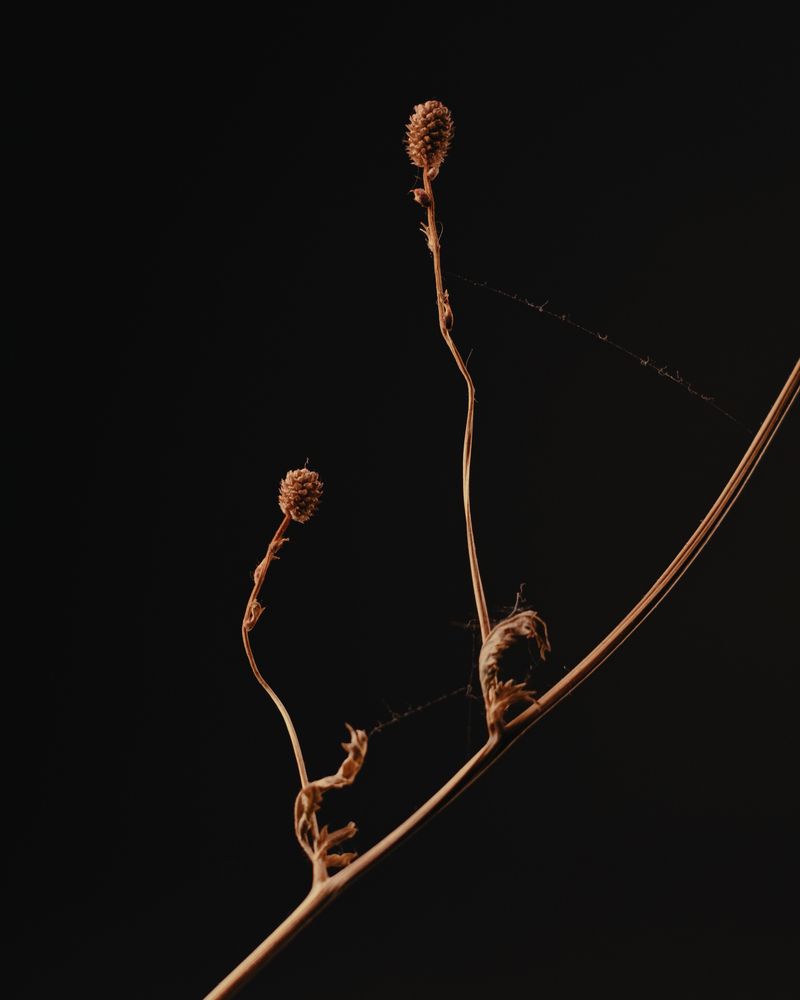 Sanguisorba