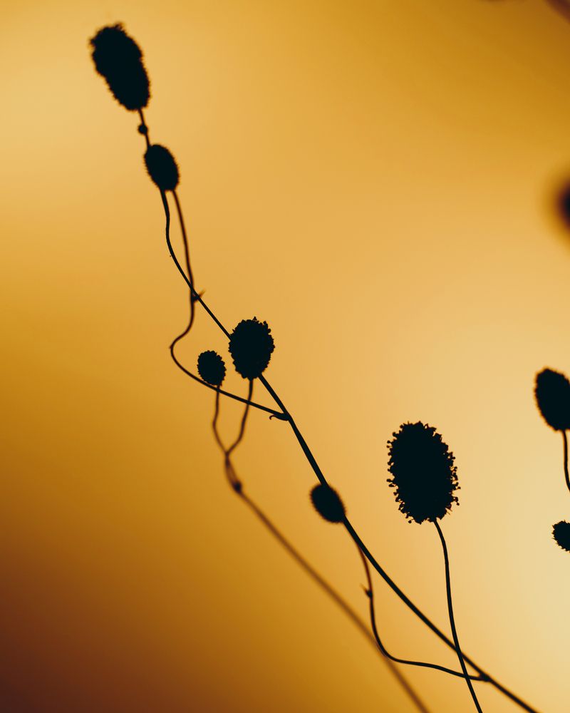 Sanguisorba