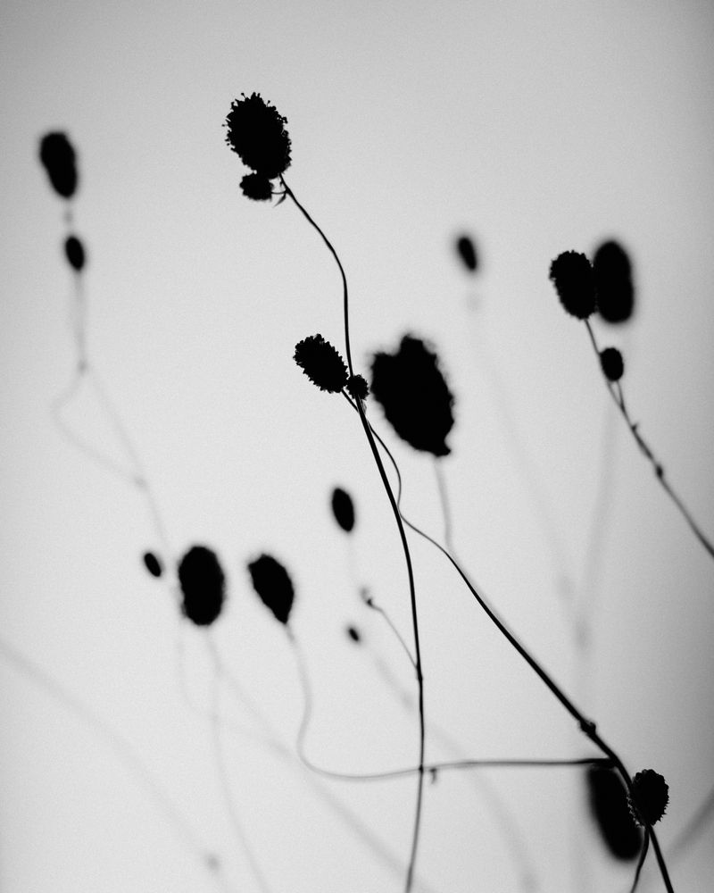 Sanguisorba