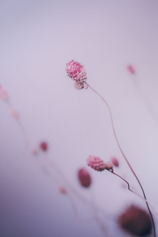 Sanguisorba