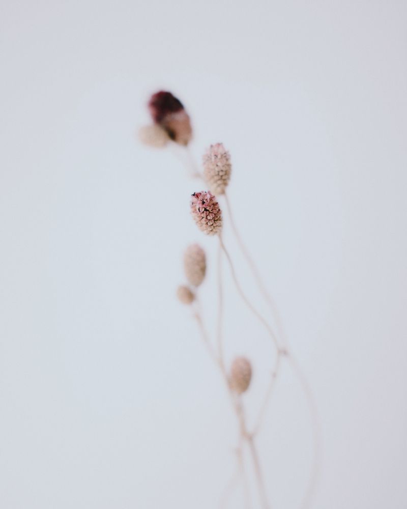 Sanguisorba