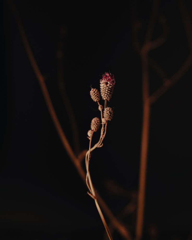 Sanguisorba