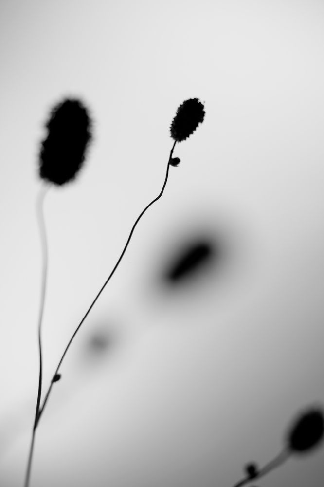 Sanguisorba