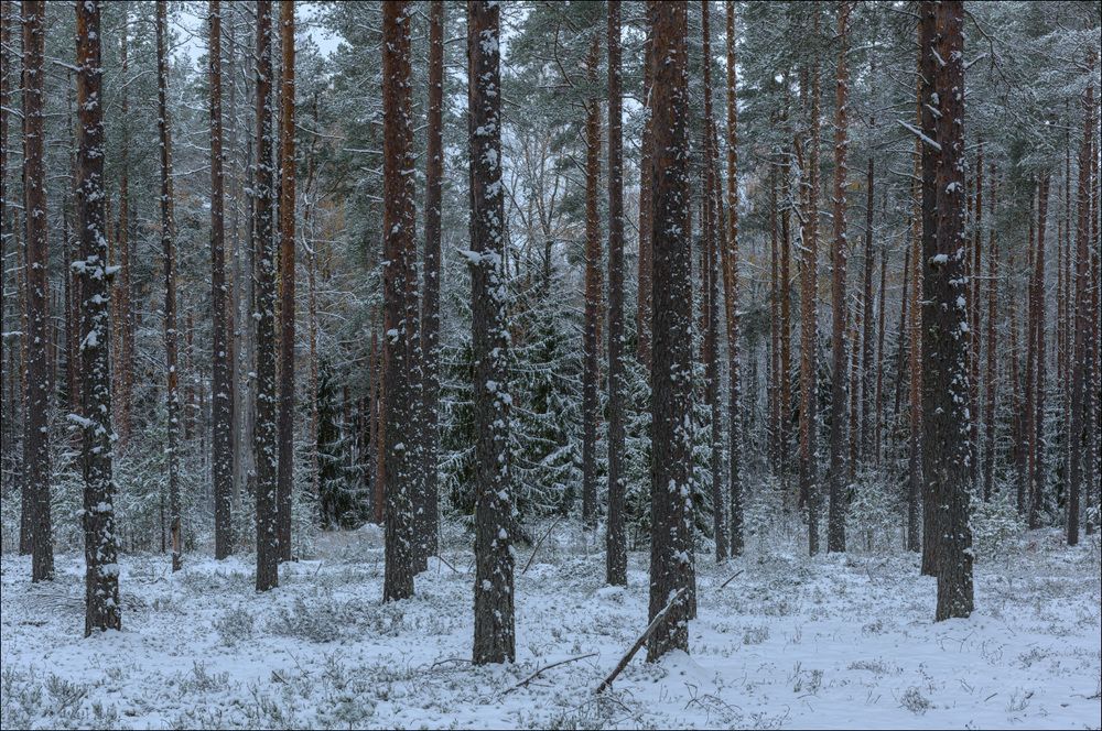 Пасмурное утро в убелённом сосновом лесу
