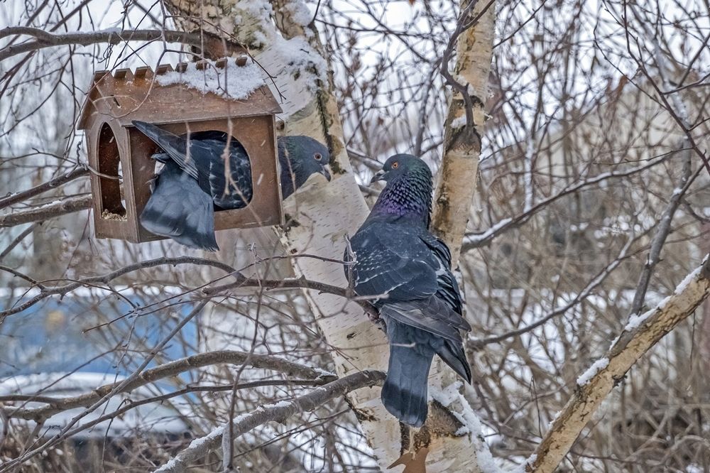 История одного поцелуя