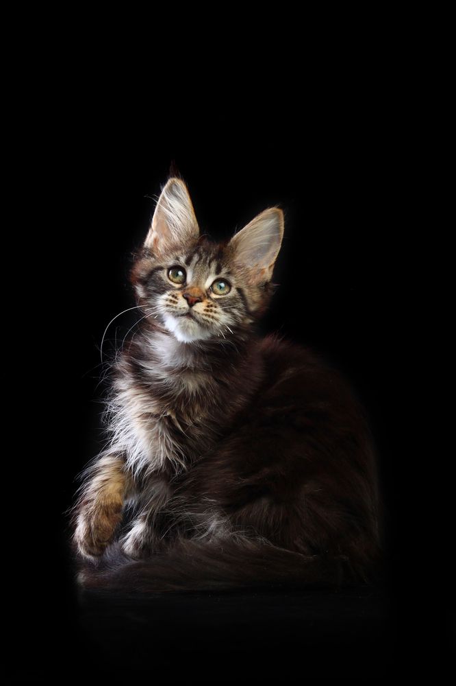 Лорен