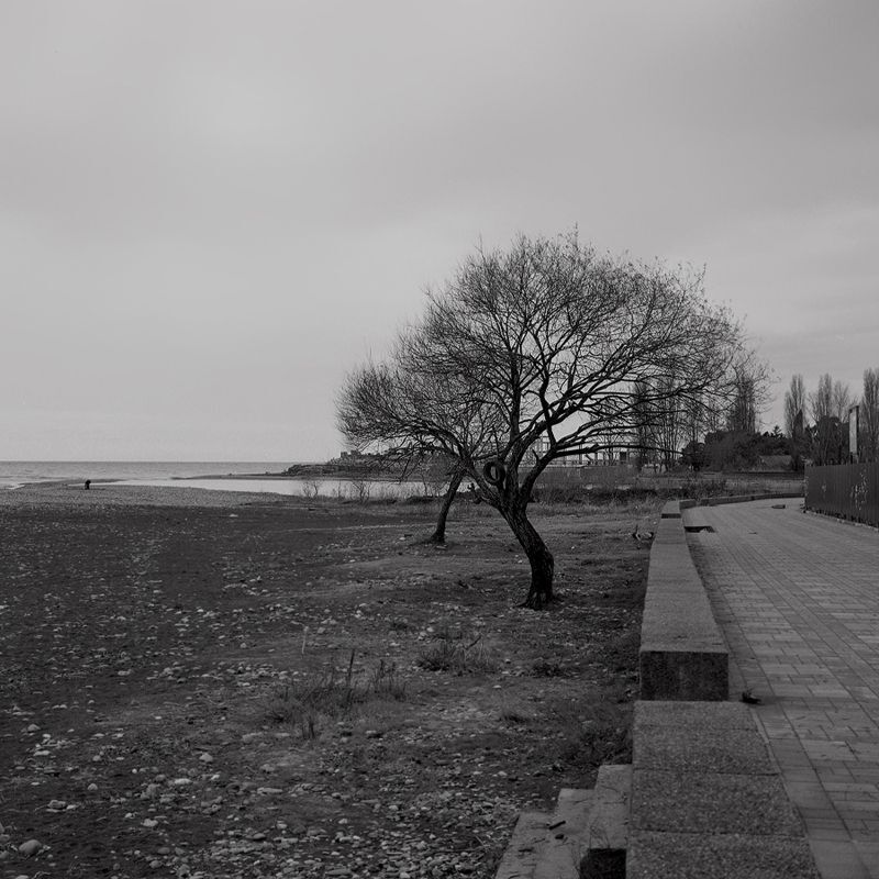 Жизнь деревьев