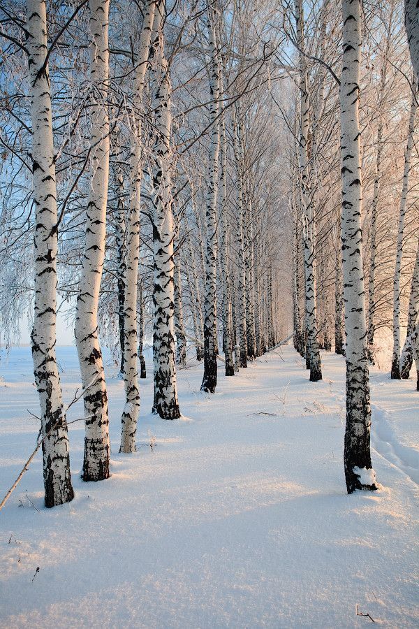 Birches in snow