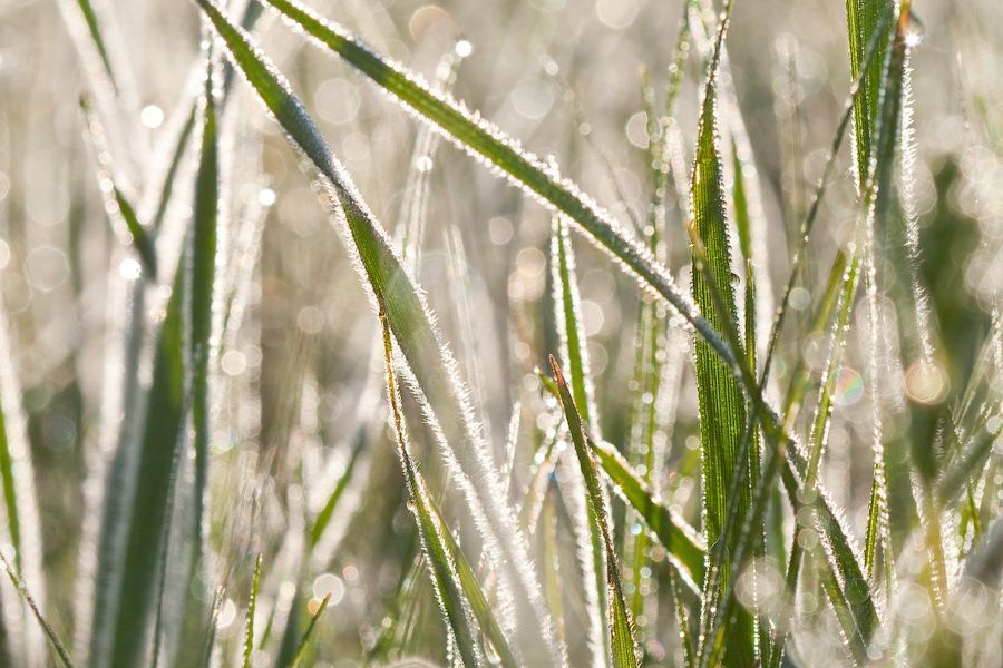 Sunny Grass