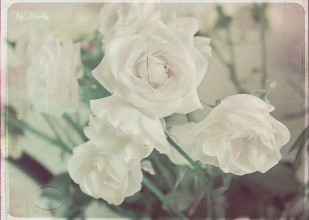vintage roses
