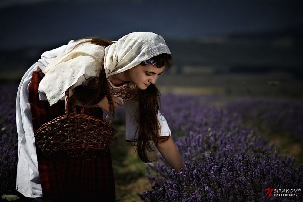 Lavender Fields