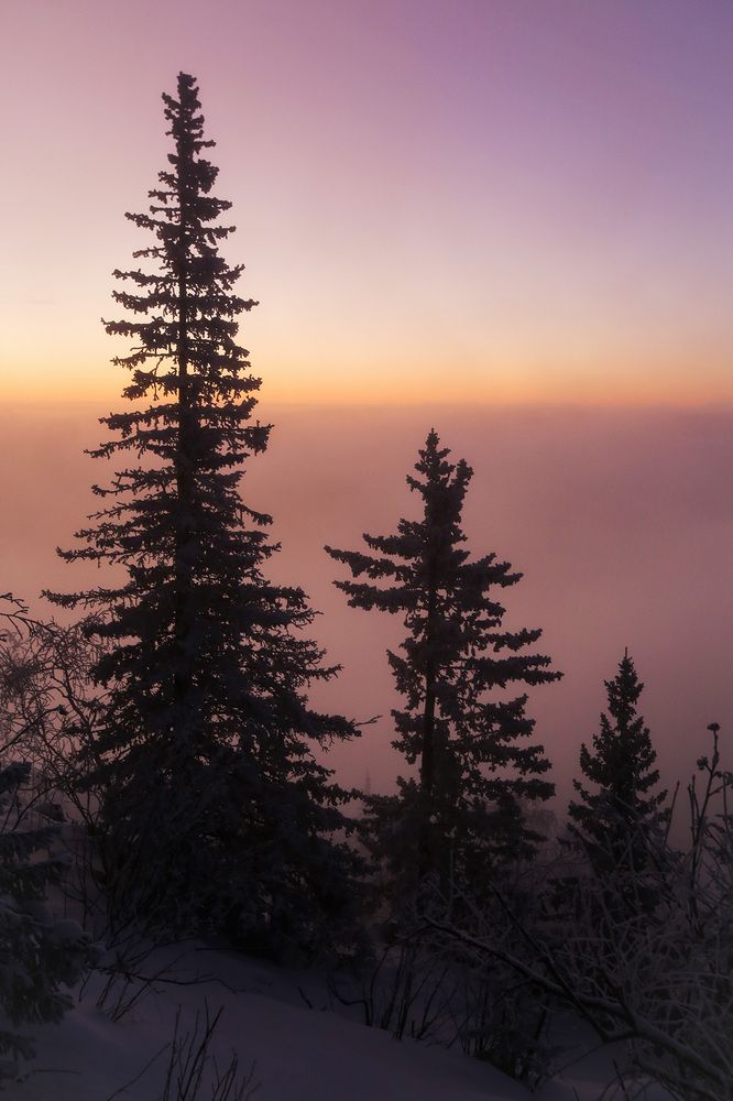 Уральский лес