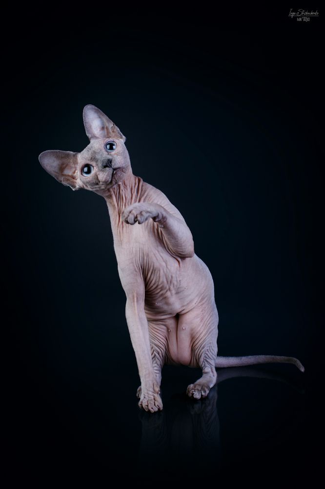 Кошачье "ню"