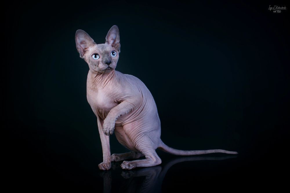Кошачье "ню"