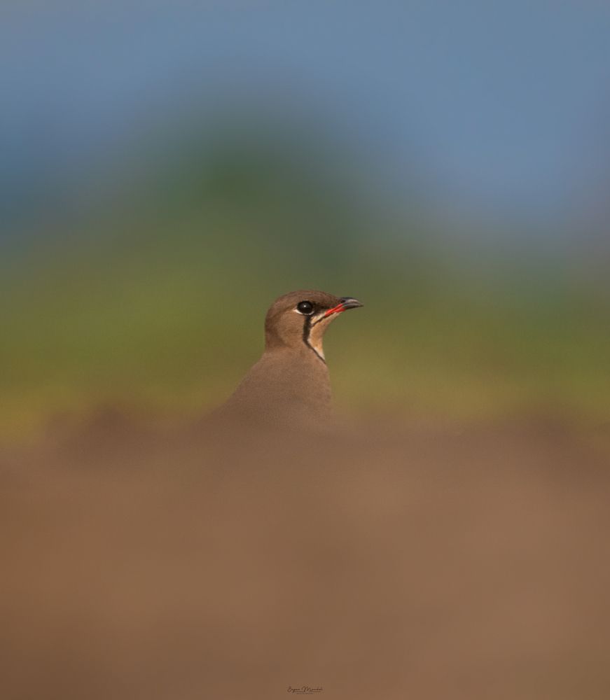 Photo 2816028