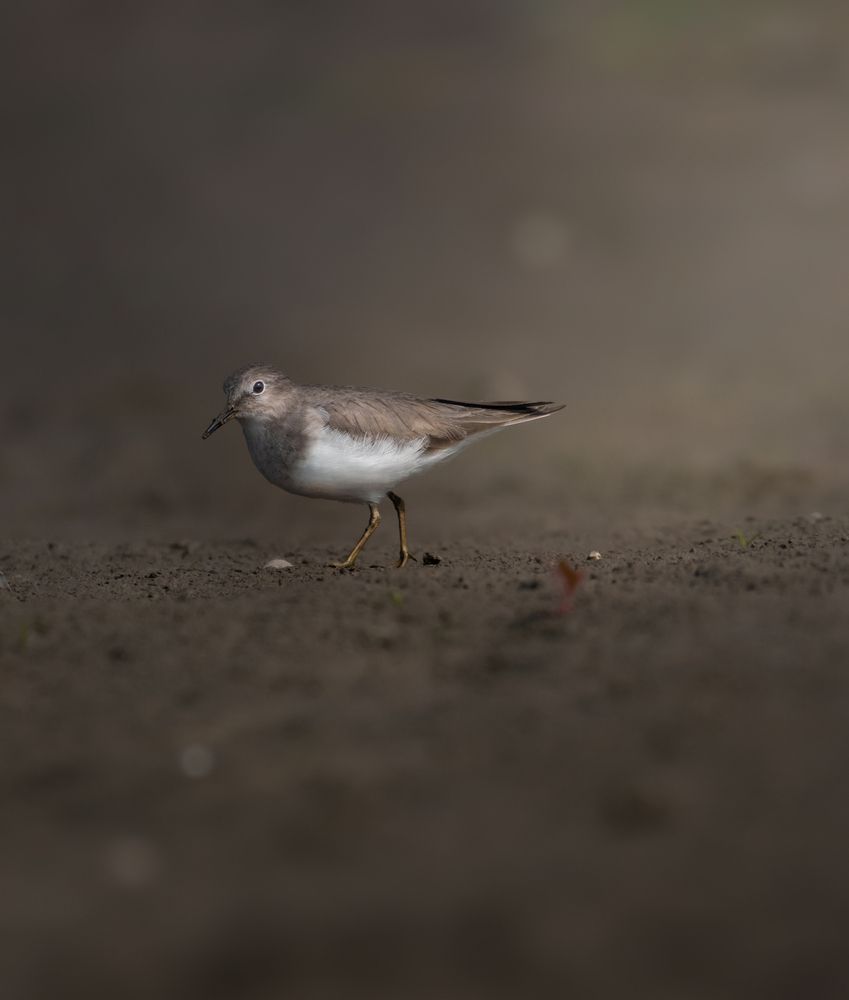 Photo 2816029