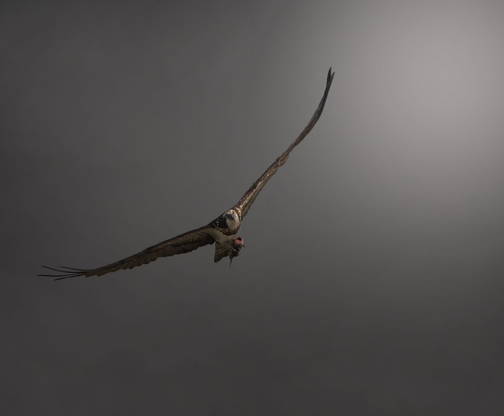 Photo 2816032