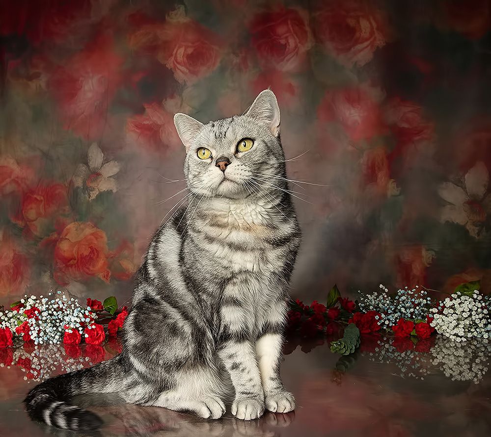Cats,Spring Time - Котики в Красоте