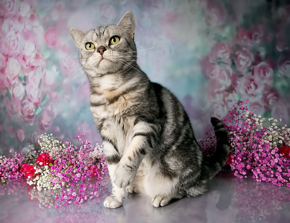 Cats,Spring Time - Котики в Красоте