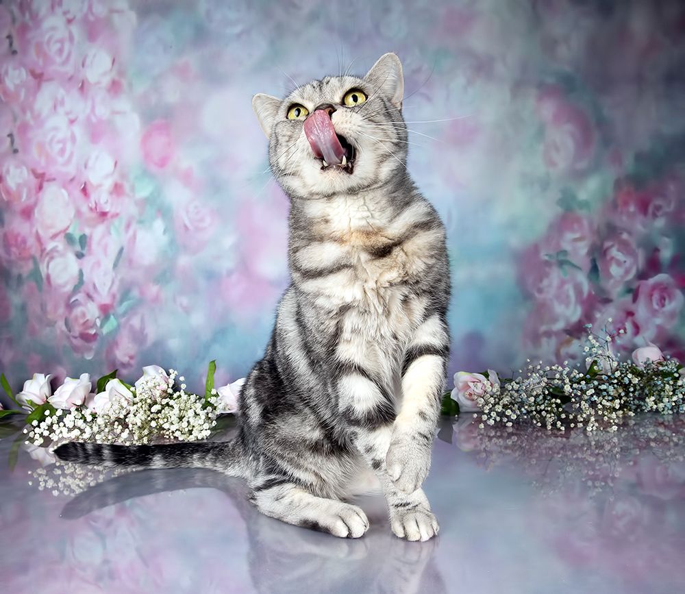 Cats,Spring Time - Котики в Красоте