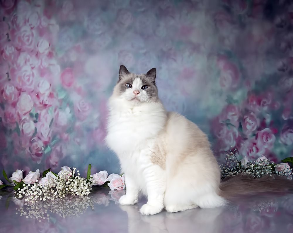 Cats,Spring Time - Котики в Красоте