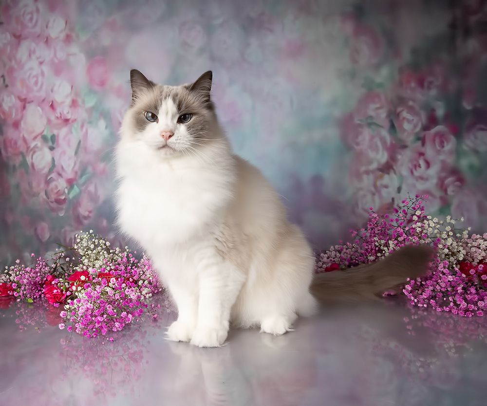 Cats,Spring Time - Котики в Красоте