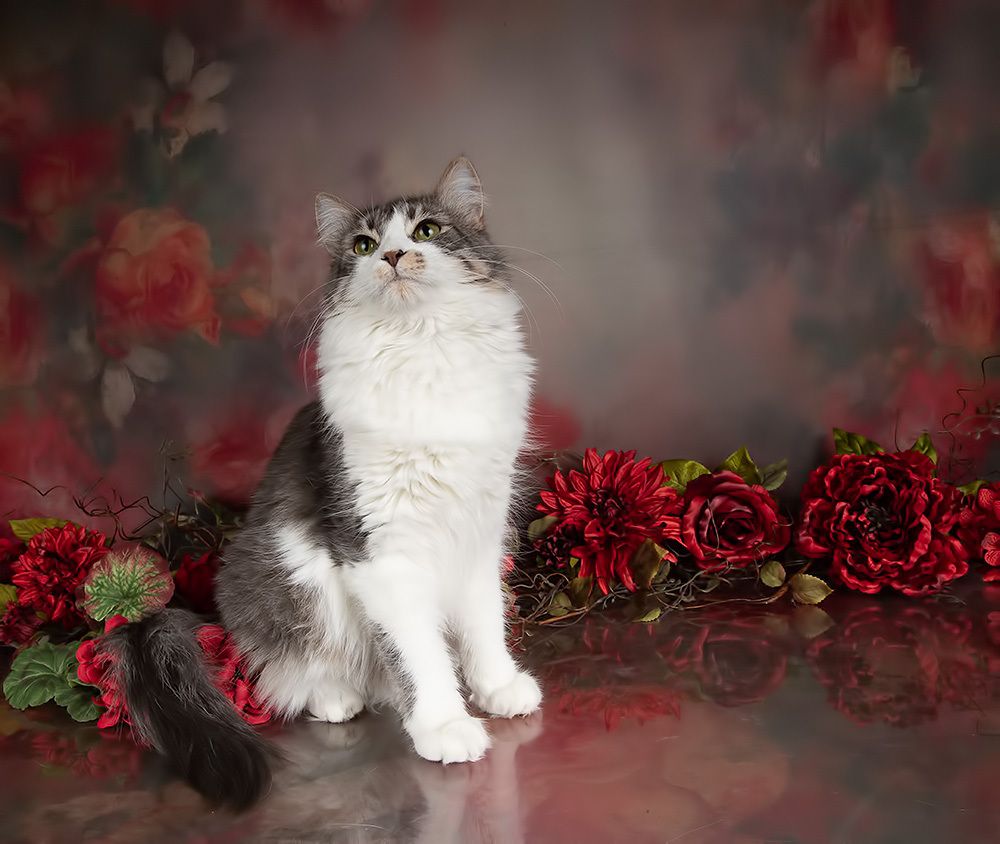 Cats,Spring Time - Котики в Красоте