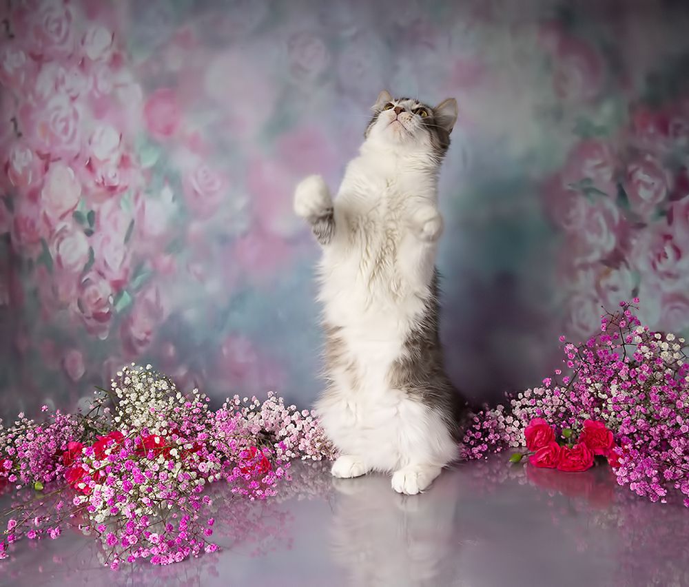Cats,Spring Time - Котики в Красоте
