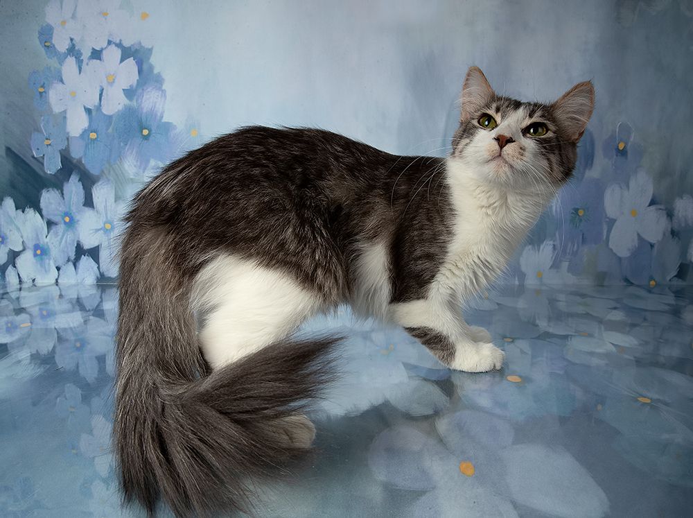 Cats,Spring Time - Котики в Красоте