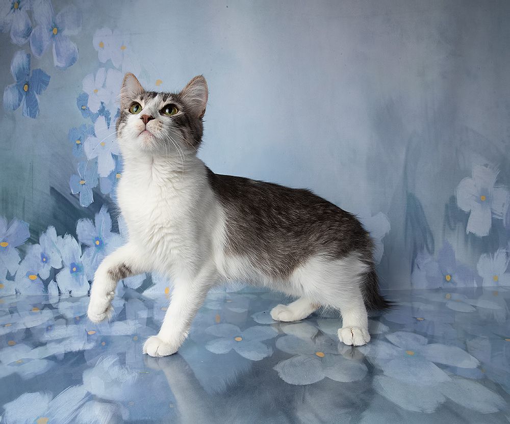Cats,Spring Time - Котики в Красоте