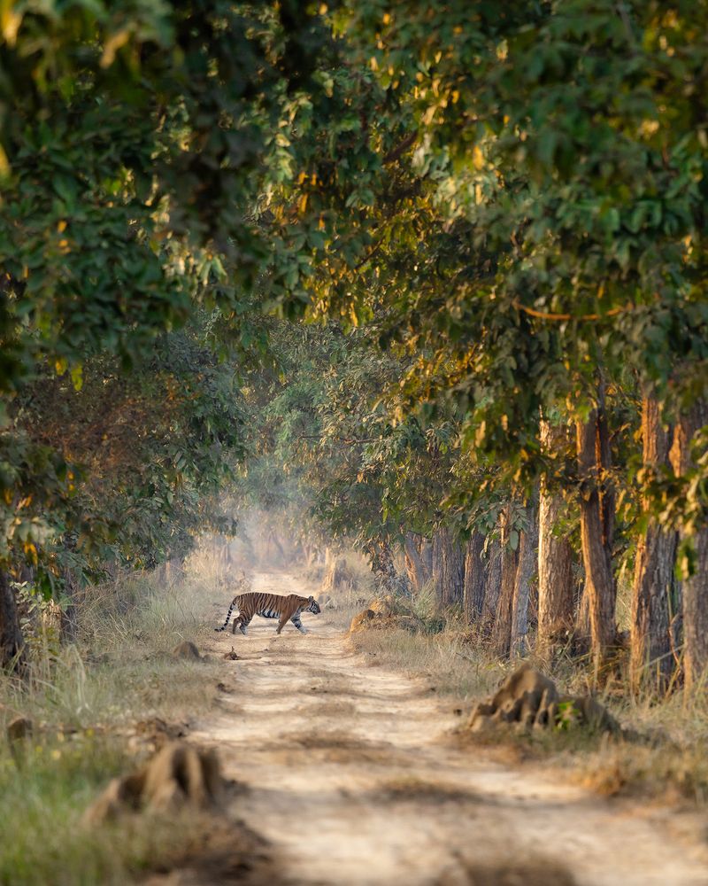 Terai Tigers