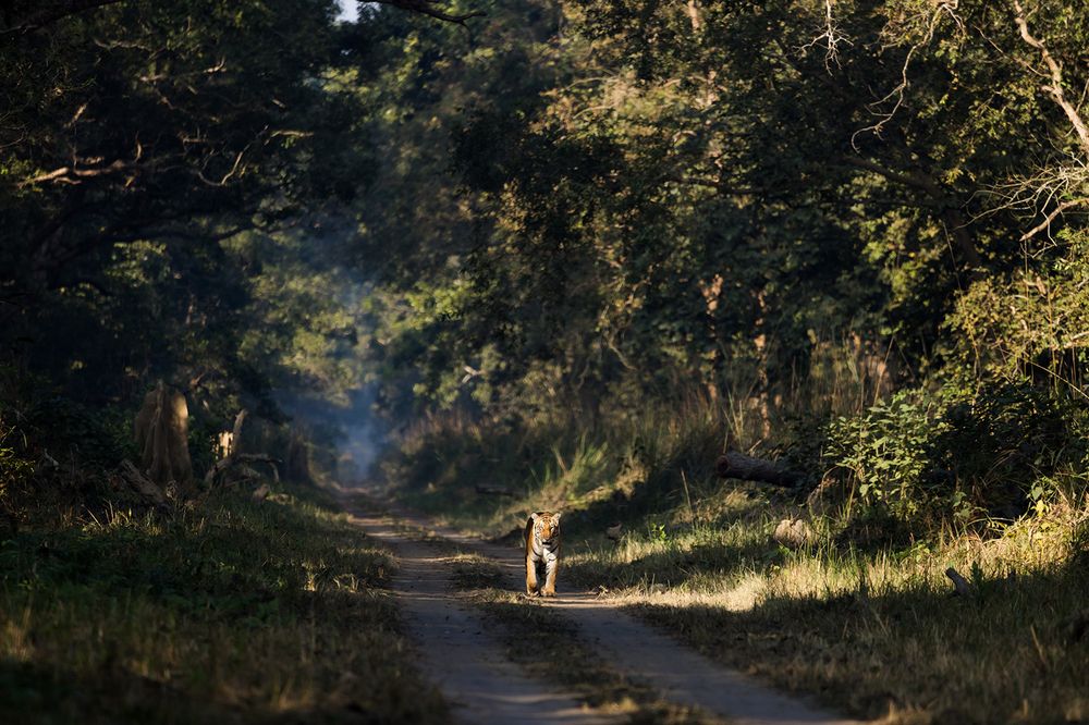 Terai Tigers