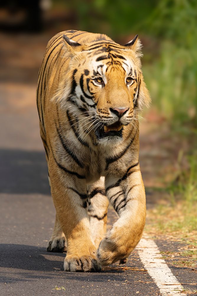Terai Tigers