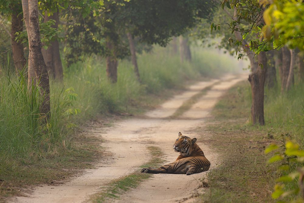 Terai Tigers