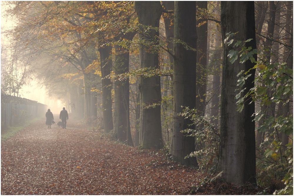 Foggy forest.