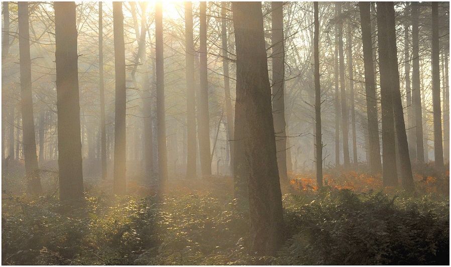Foggy forest.