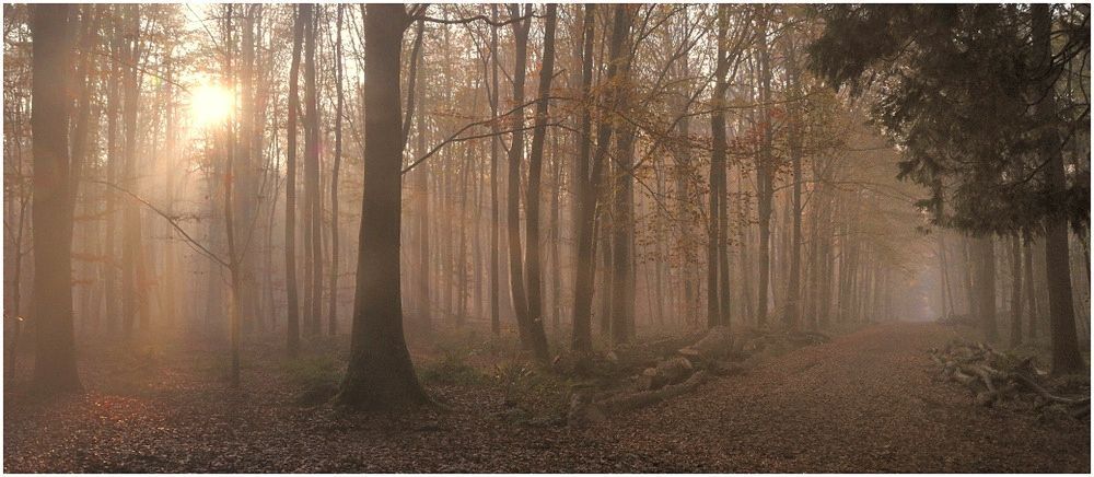 Foggy forest.