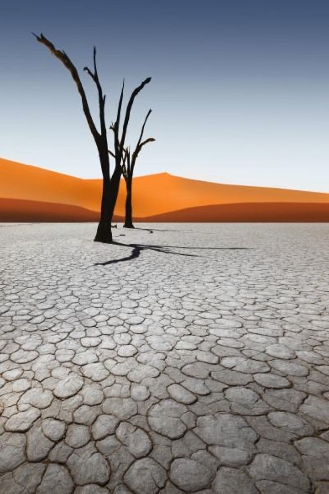 tree/ Namibia