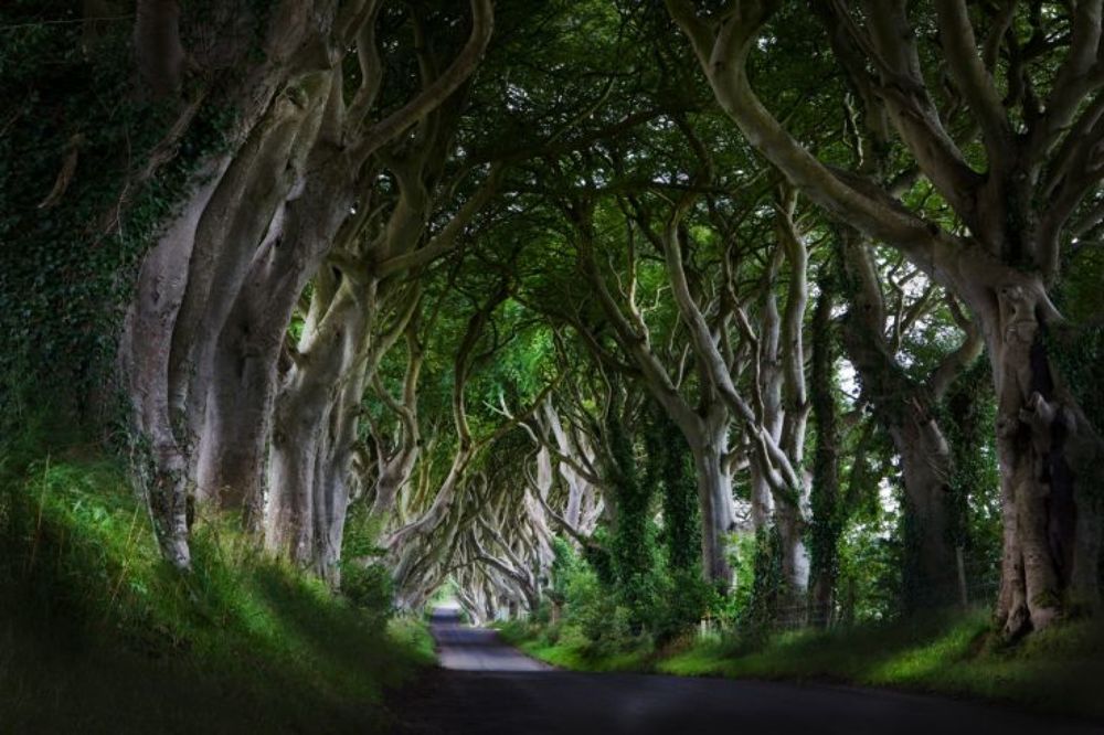 dark hedges / Ierland