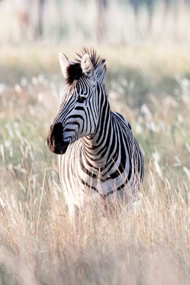 zebra/ Botswana