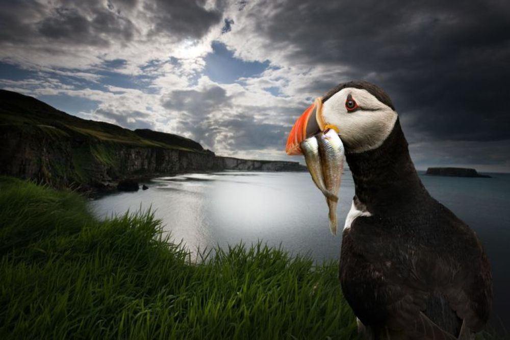 night fishing puffin/ Scotland