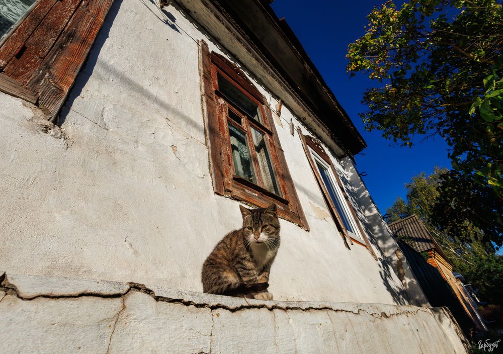 Всех в международным днём кошек!