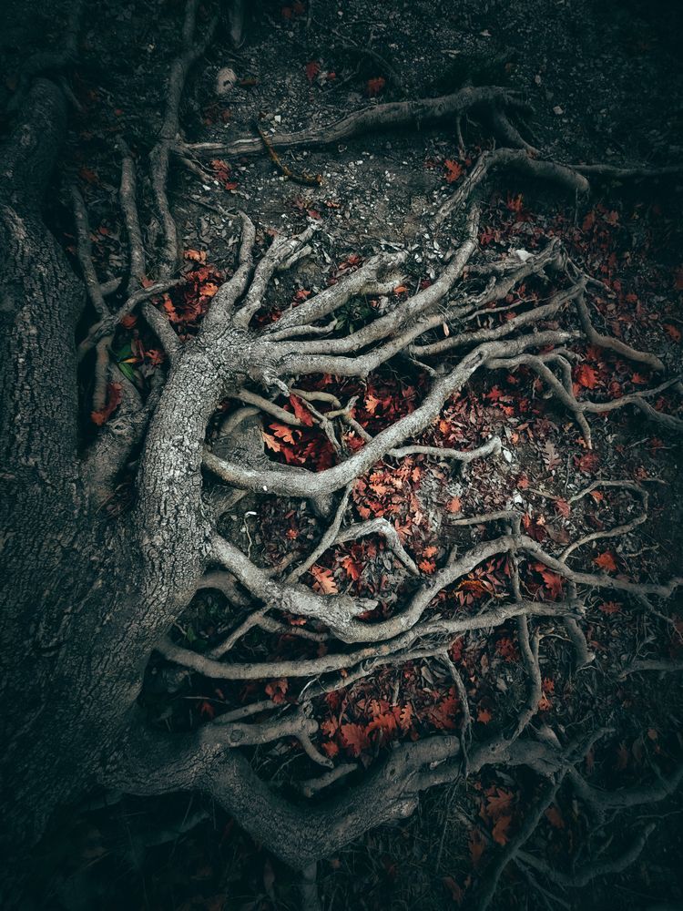 Корни