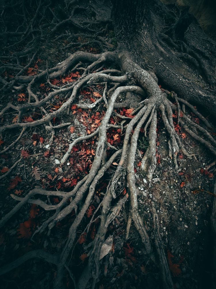 Корни