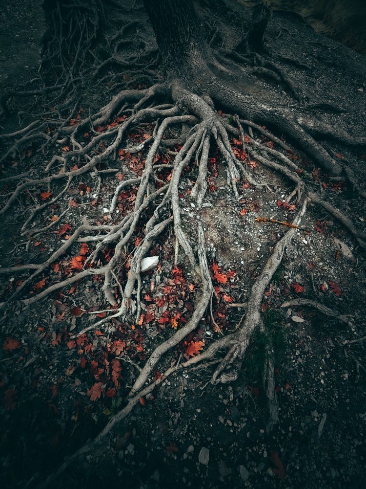 Корни