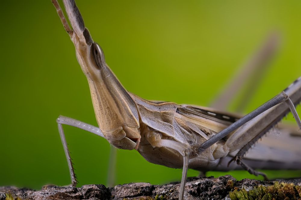 Акрида обыкновенная (лат. Acrida bicolor)