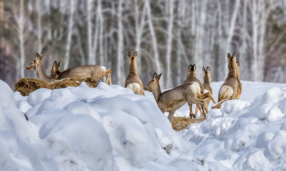 КОСУЛИ (6 ФОТО)