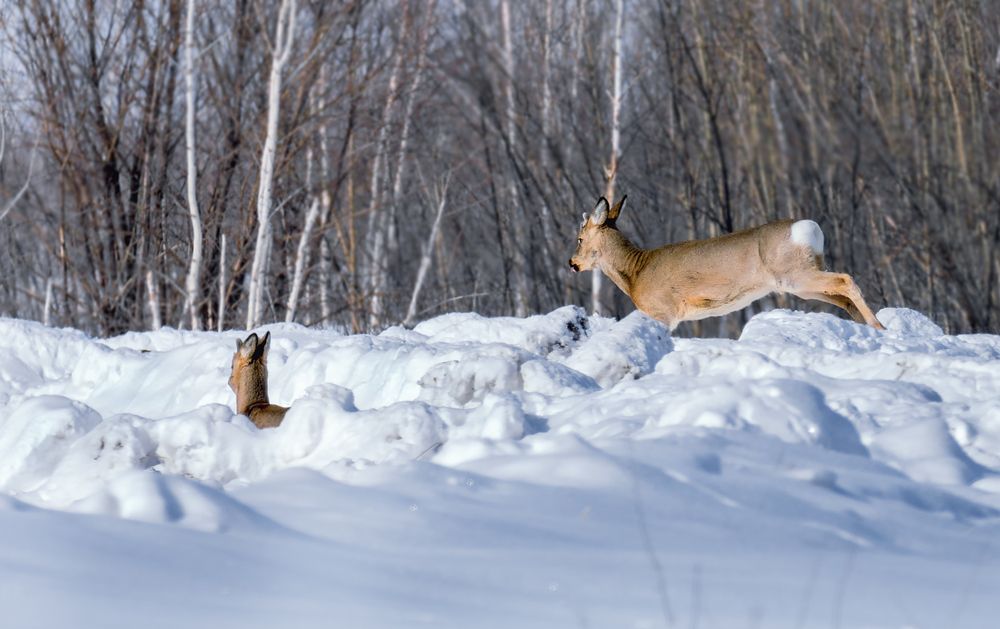 КОСУЛИ (6 ФОТО)